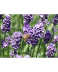  Lavandula angustifolia Blue Scent Early